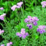 andioica.jpeg