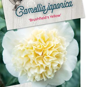 cajbyell-1.jpeg