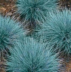 feglauca.jpeg