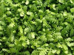 ledioica.jpeg