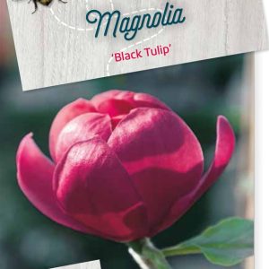 mabtulip.jpeg