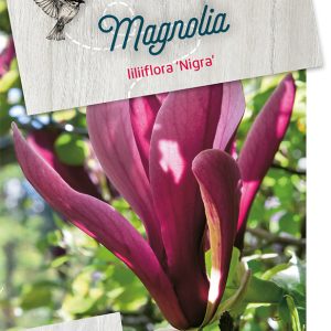 malnigra-1.jpeg