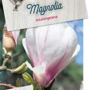 masoulan-2.jpeg