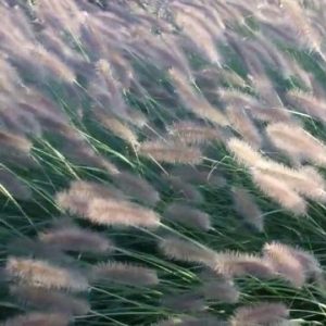 peaherbs.jpeg