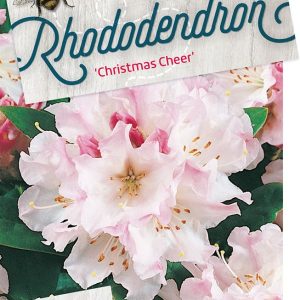 rhccheer.jpeg