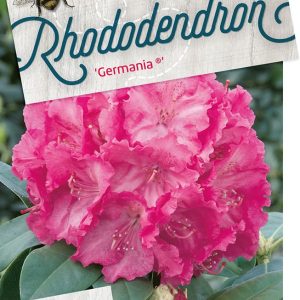rhgerman-1.jpeg