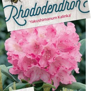 rhkalink.jpeg