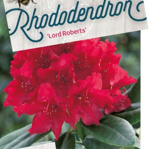 rhlrober-1.jpeg
