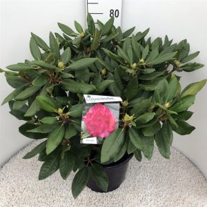 rhpabeau-2.jpeg