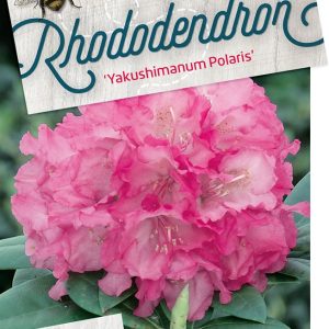 rhpolari.jpeg