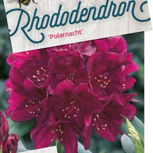 rhpolarn-1.jpeg
