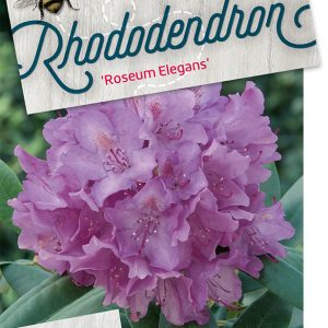 rhrelega.jpeg
