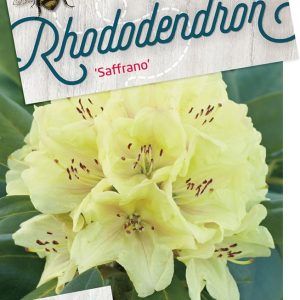 rhsaffra.jpeg