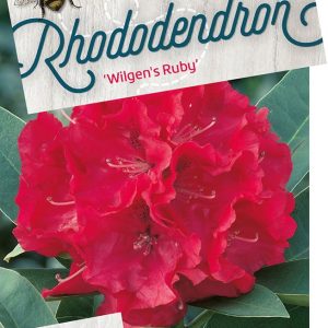 rhwruby.jpeg