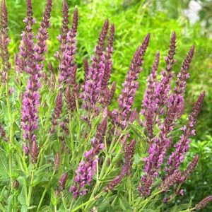 sanpbeau.jpeg