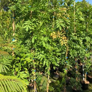 wifinaga-1.jpeg