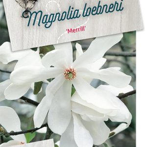 malmerri.jpeg