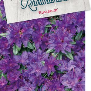 rhrussat.jpeg