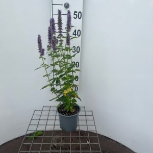 agbfortu.jpeg
