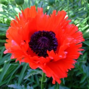 paotuerk.jpeg